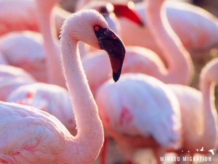 flamingo1024
