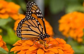 Mariposa polinizando. Fuente: http://liderweb.mx/abren-en-reynosa-jardin-polinizador-para-preservacion-de-mariposa-monarca/